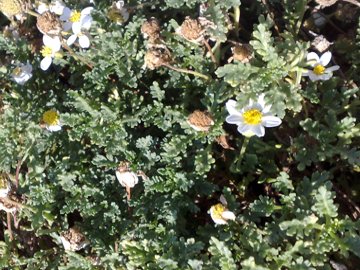 Un pulvino di margherite sulla sabbia - Anthemis sp.